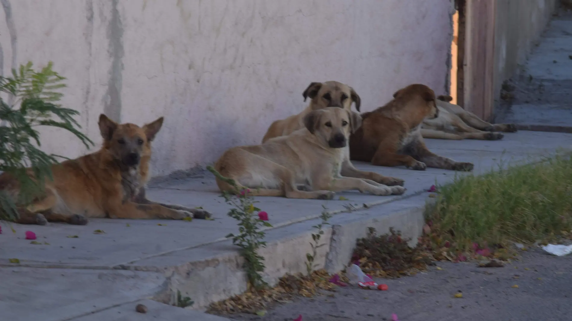 Perros-Callejeros-perritos-calle 8